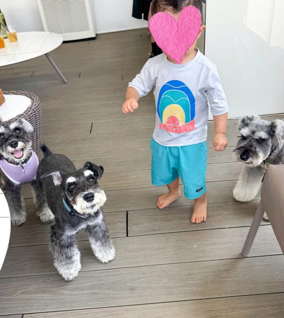 Schnauzer puppies for sale in Ohio