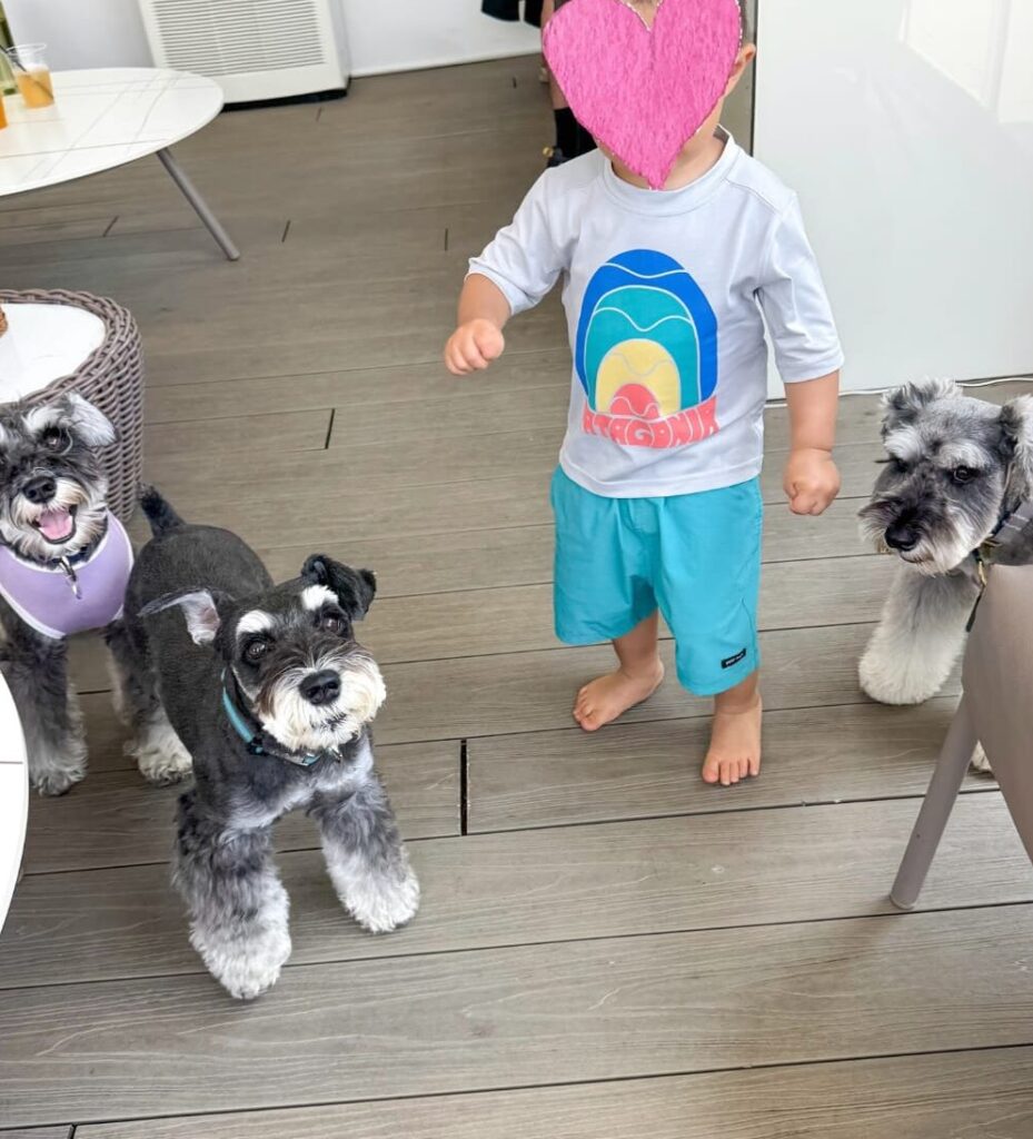 buy a Schnauzer puppy in Miami