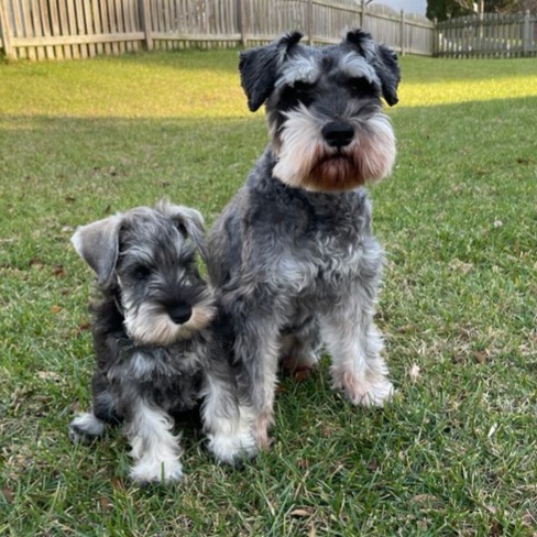 Adopt Schnauzer puppy in Washington