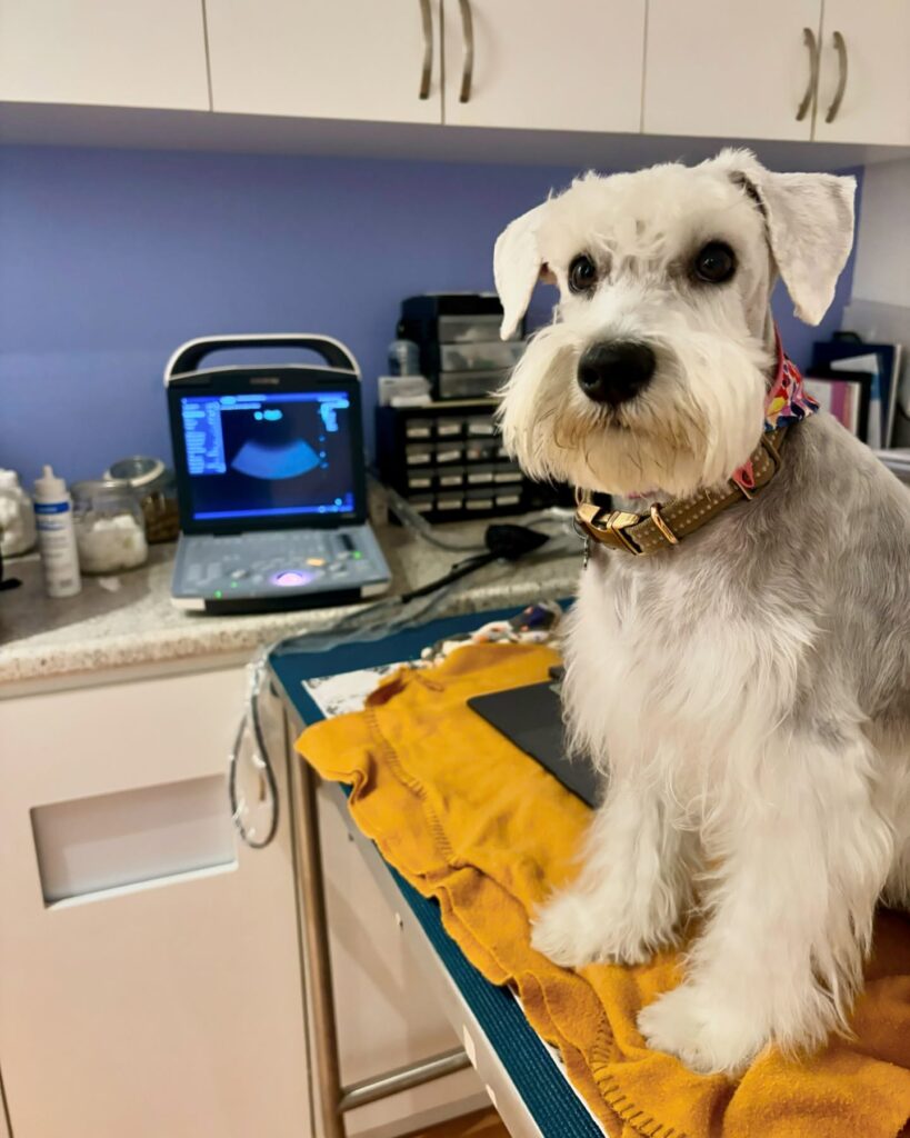 buy Schnauzer puppy in Dallas