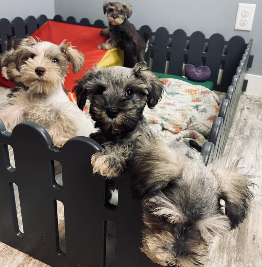 Schnauzer puppy for sale in Arkansas
