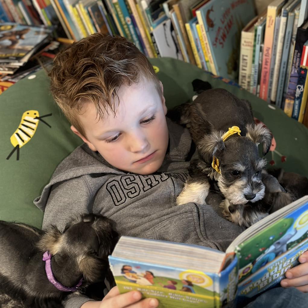 Schnauzer puppy for sale in Charlotte