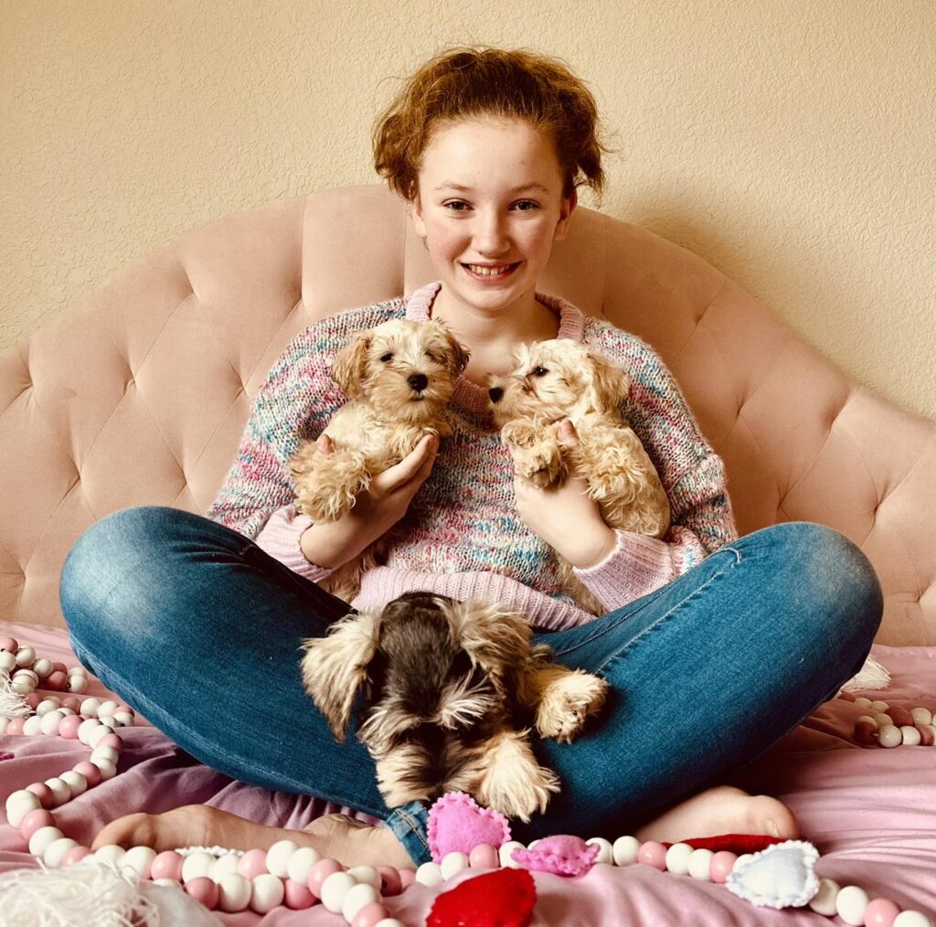 Schnauzer puppy for sale in Dallas