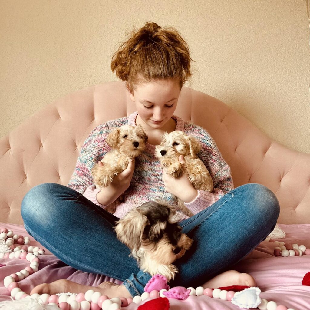 Buy Schnauzer puppy in Richmond