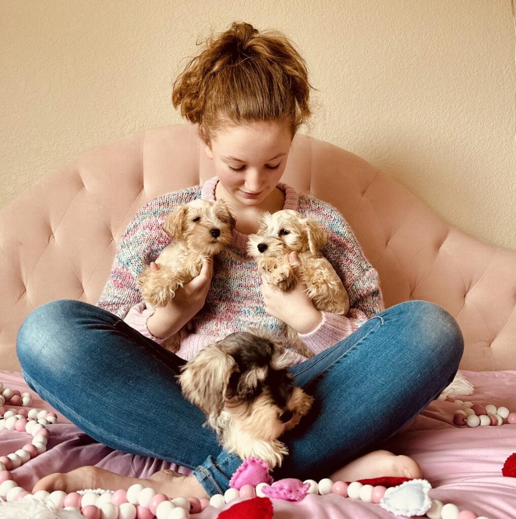 Schnauzer puppy for sale in Houston