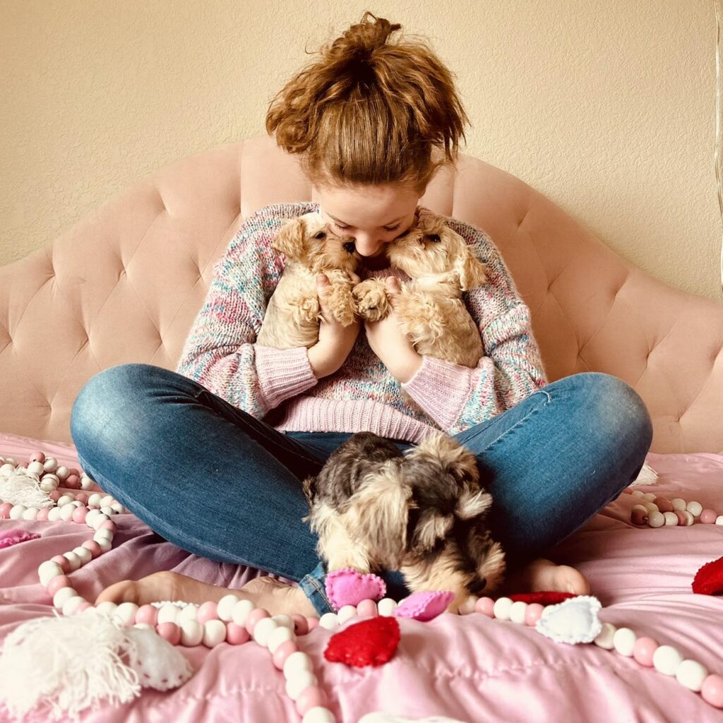 Adopt Schnauzer puppy in Richmond