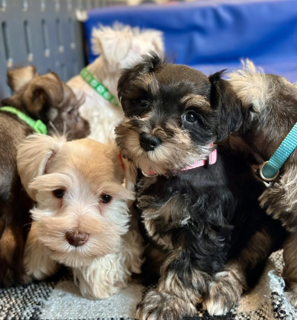 Schnauzer puppy for sale in Boston