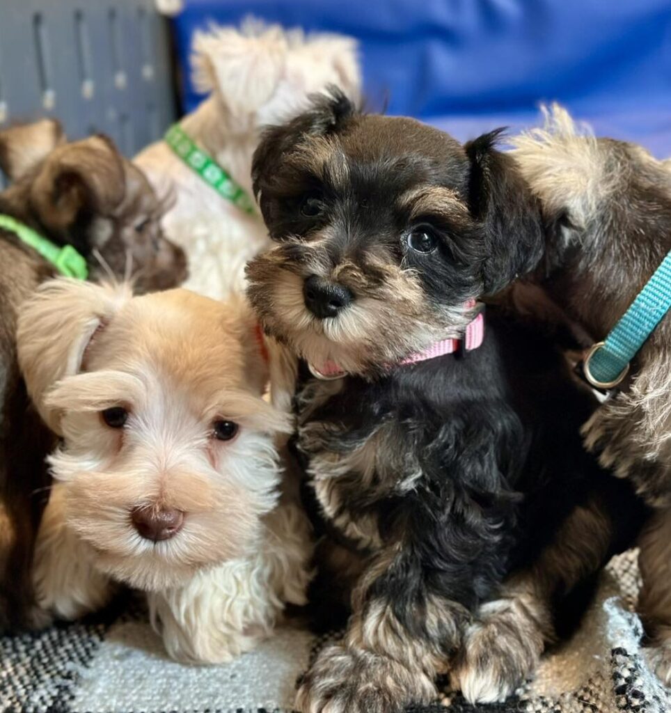 buy Schnauzer puppy in Dallas