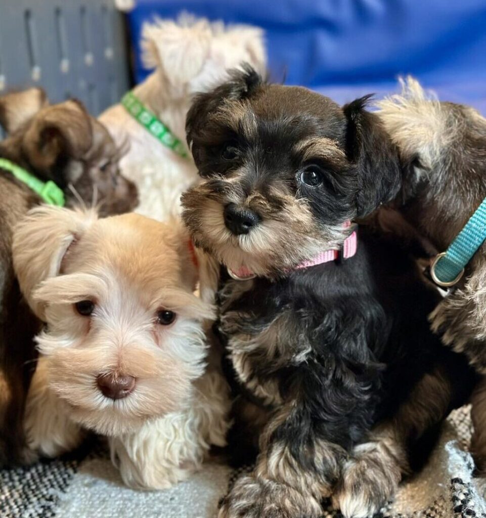 Schnauzer Puppy for Sale in Nashville