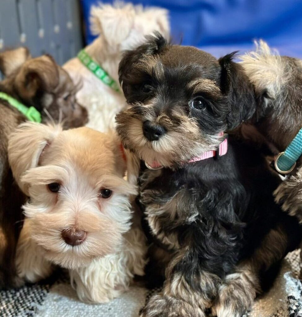 Schnauzer Puppy for Sale in Miami