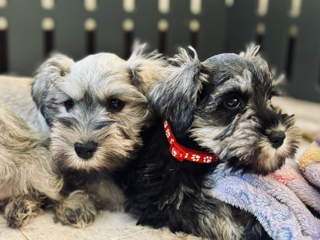 Buy Schnauzer puppy in Boston