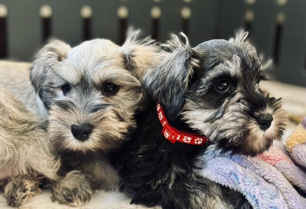 purchase Schnauzer puppies in Chicago