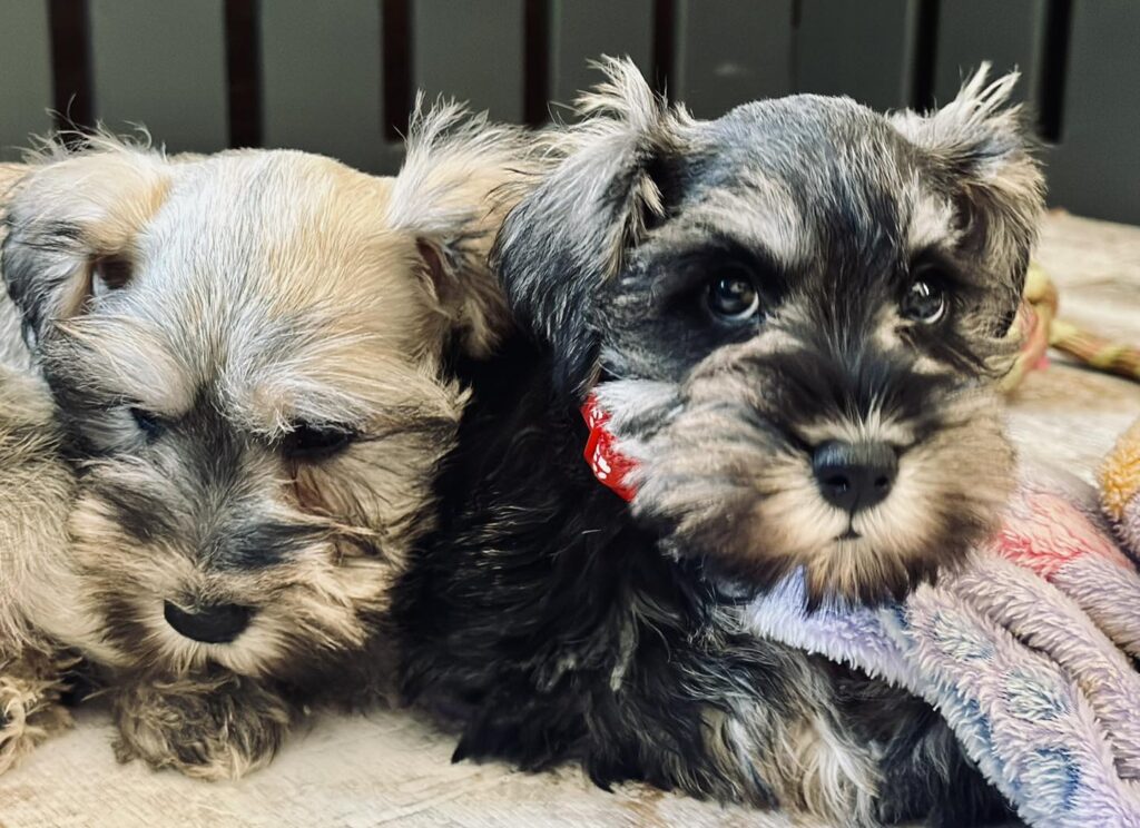 Buy Miniature Schnauzer puppy in California
