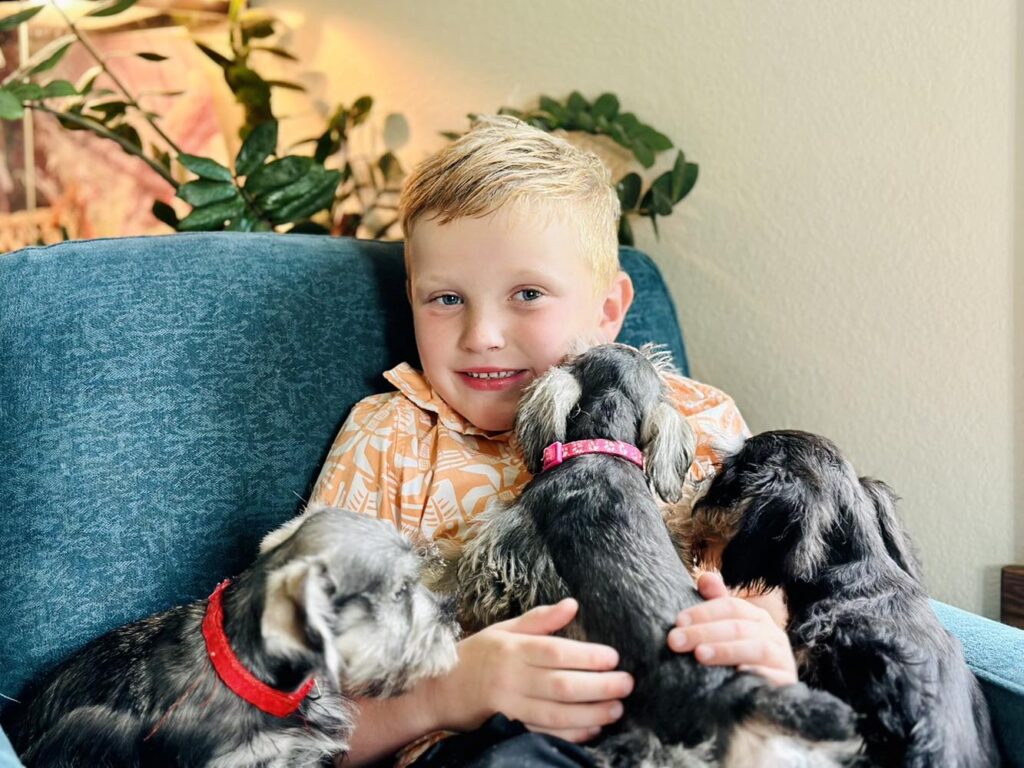 Schnauzer puppy for sale in Seattle