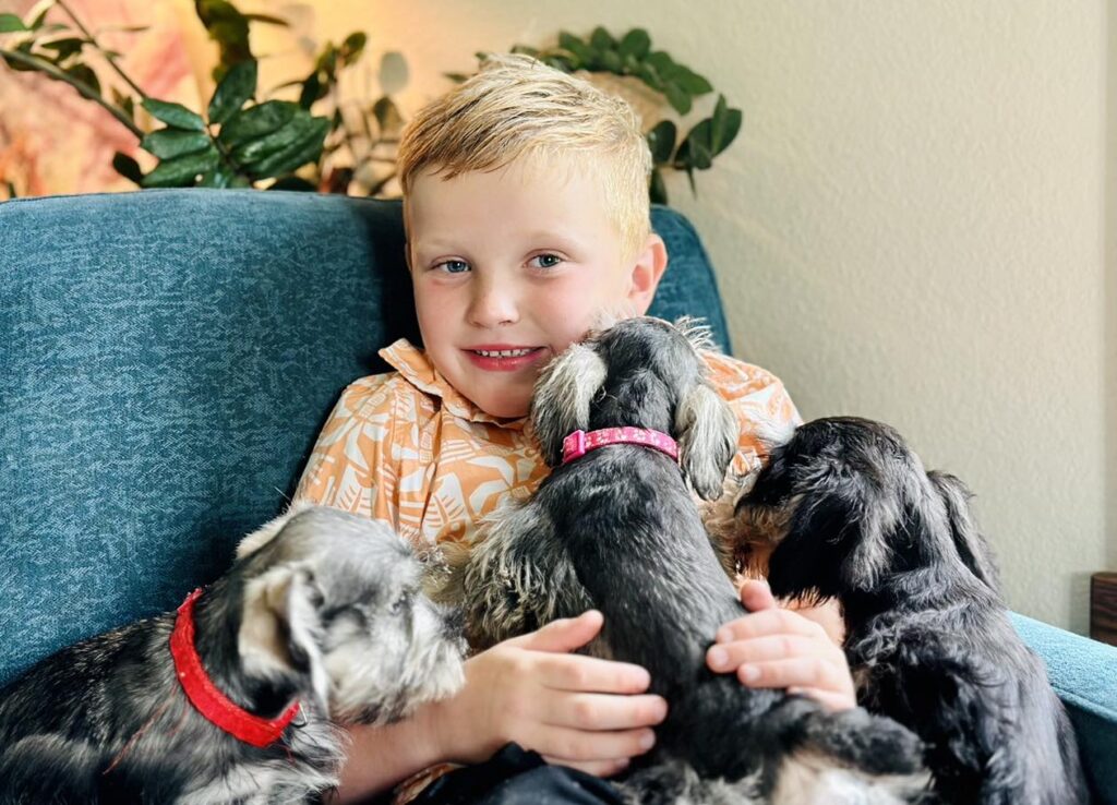 Schnauzer Puppy for Sale in Miami