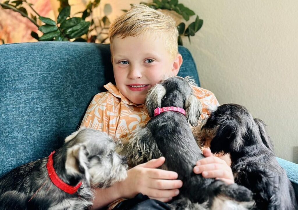 Schnauzer Puppy for Sale in Houston