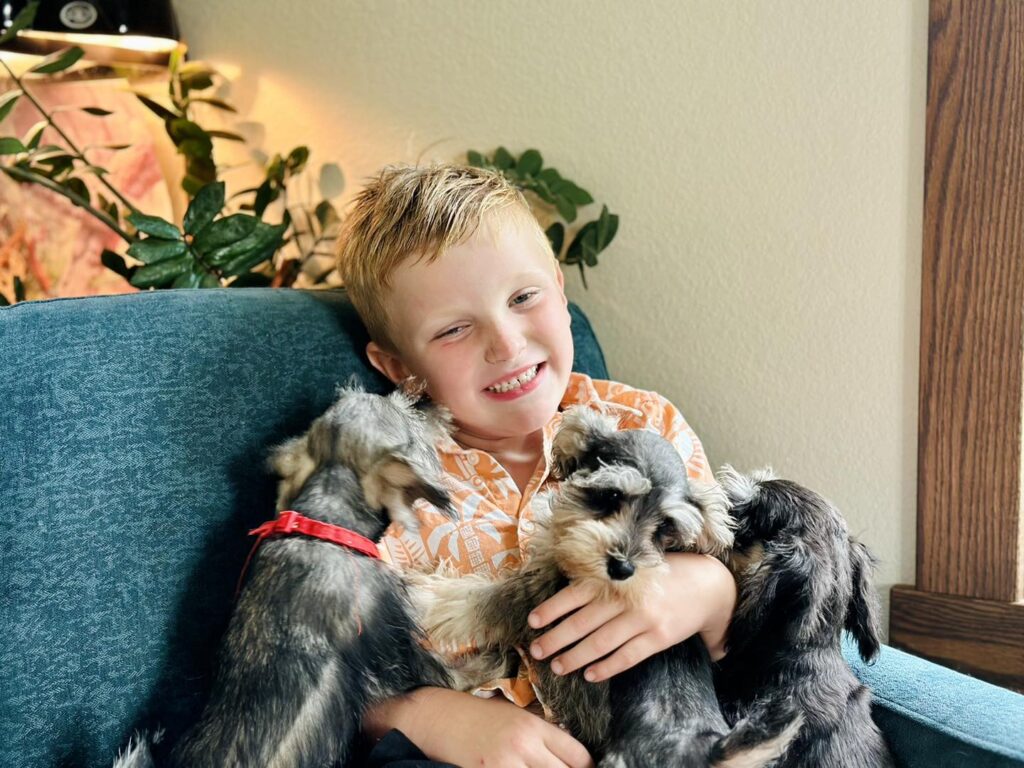 Adopt Schnauzer puppy in Seattle