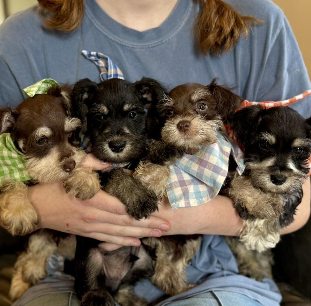 Buy Schnauzer puppy in Washington