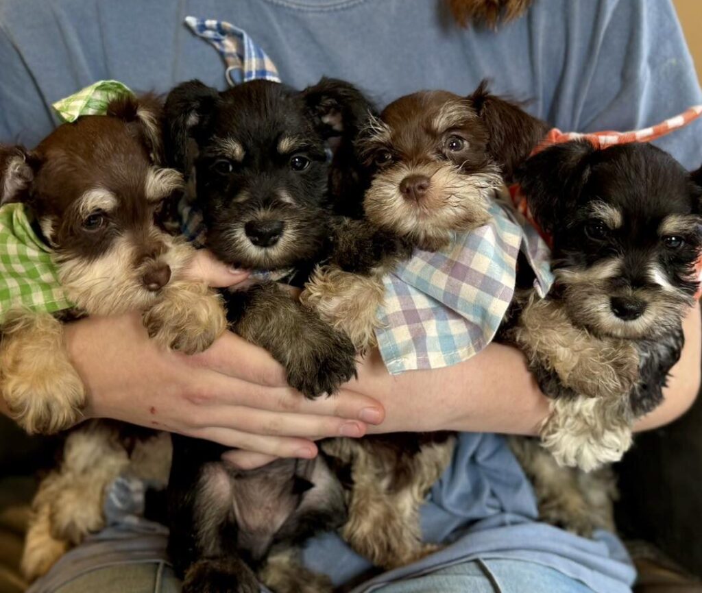 buy a Schnauzer puppy in Chicago