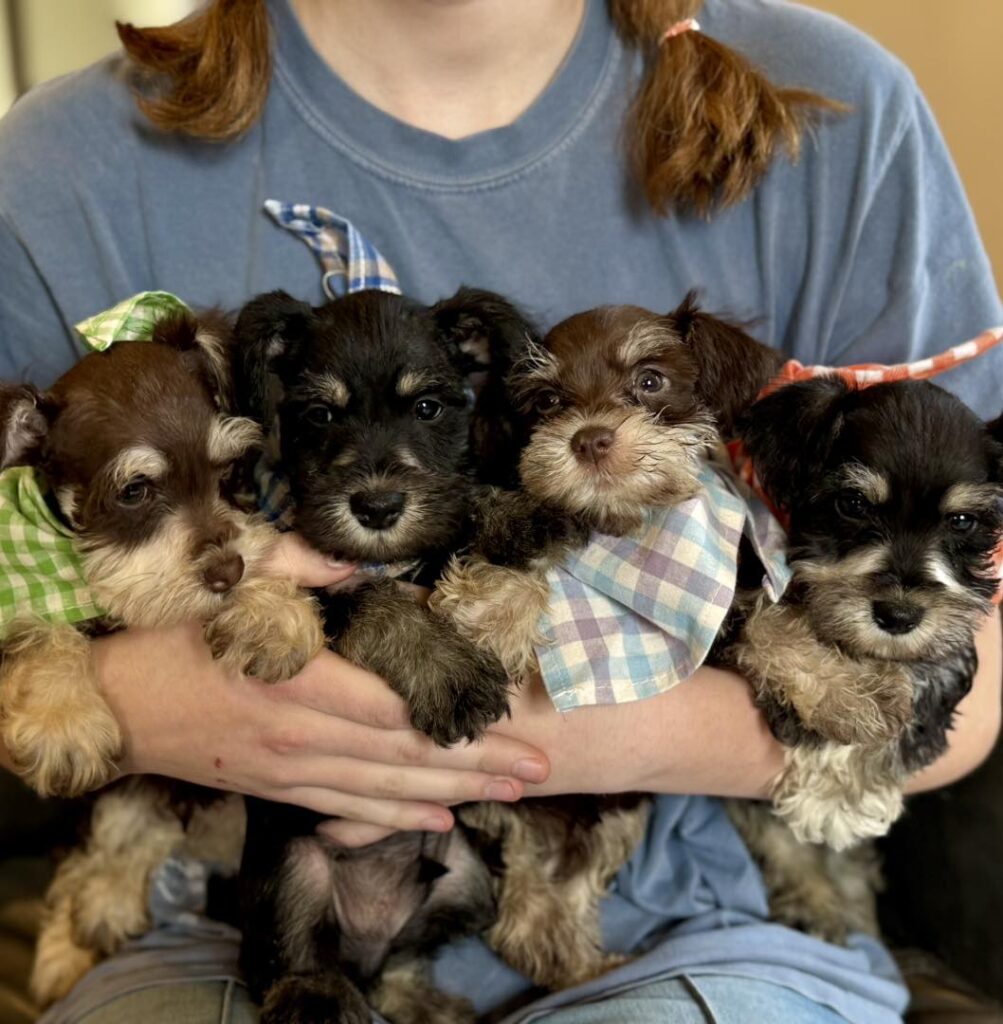 Miniature Schnauzer puppy for sale California