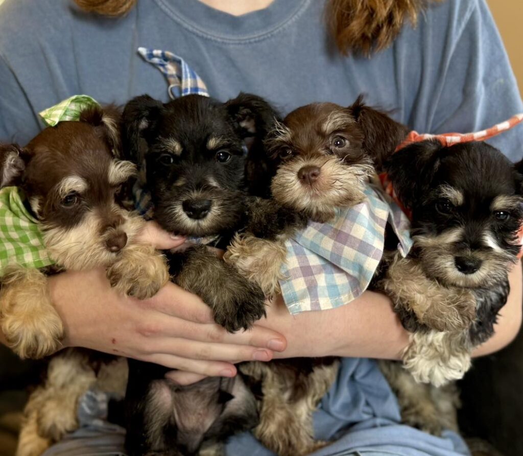 Adopt Schnauzer puppy in Boston