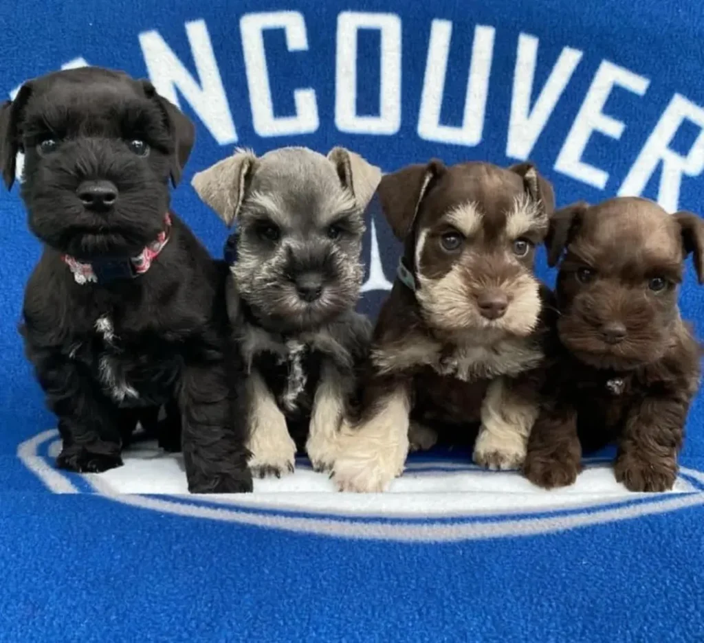 Schnauzer puppy for sale Vancouver