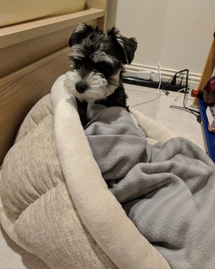 Teacup Schnauzer puppy for sale in California