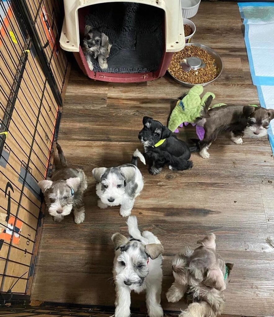 Reserve a Schnauzer Puppy