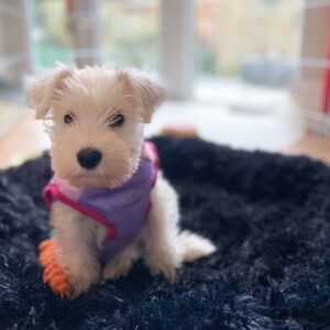 White Schnauzer Puppy for Sale