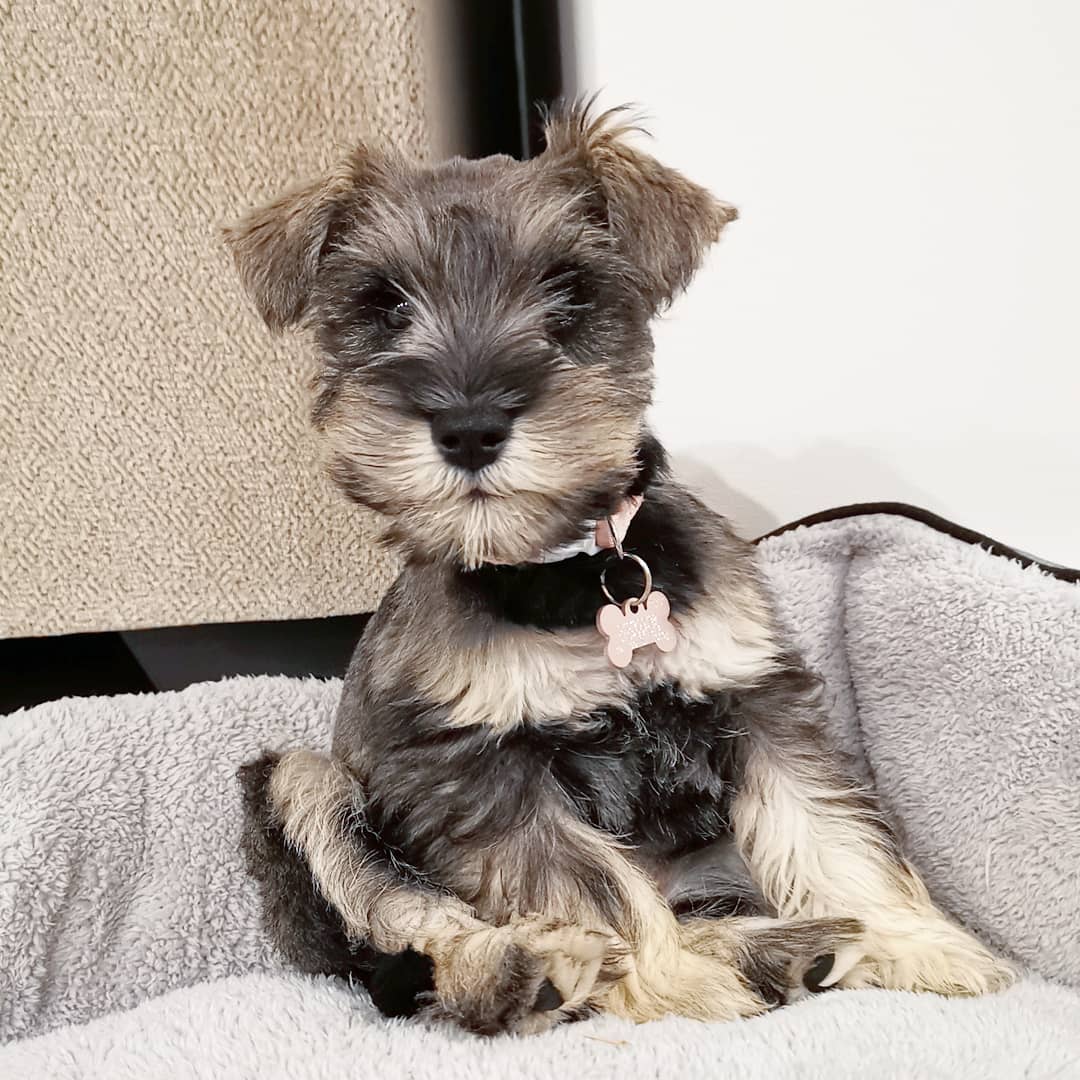 Parti Schnauzer Puppy for Sale