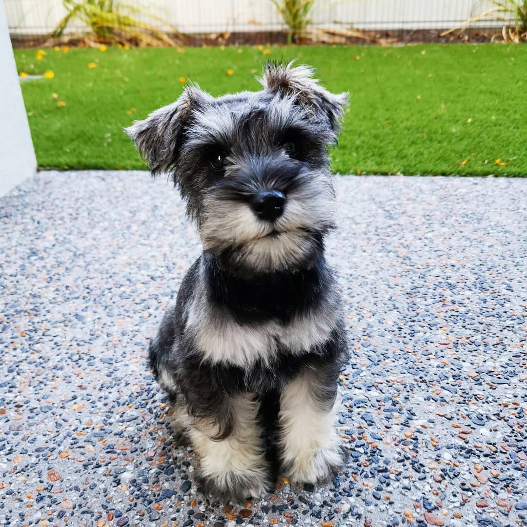 Parti Schnauzer Puppy for Sale